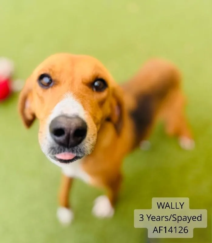 Wally