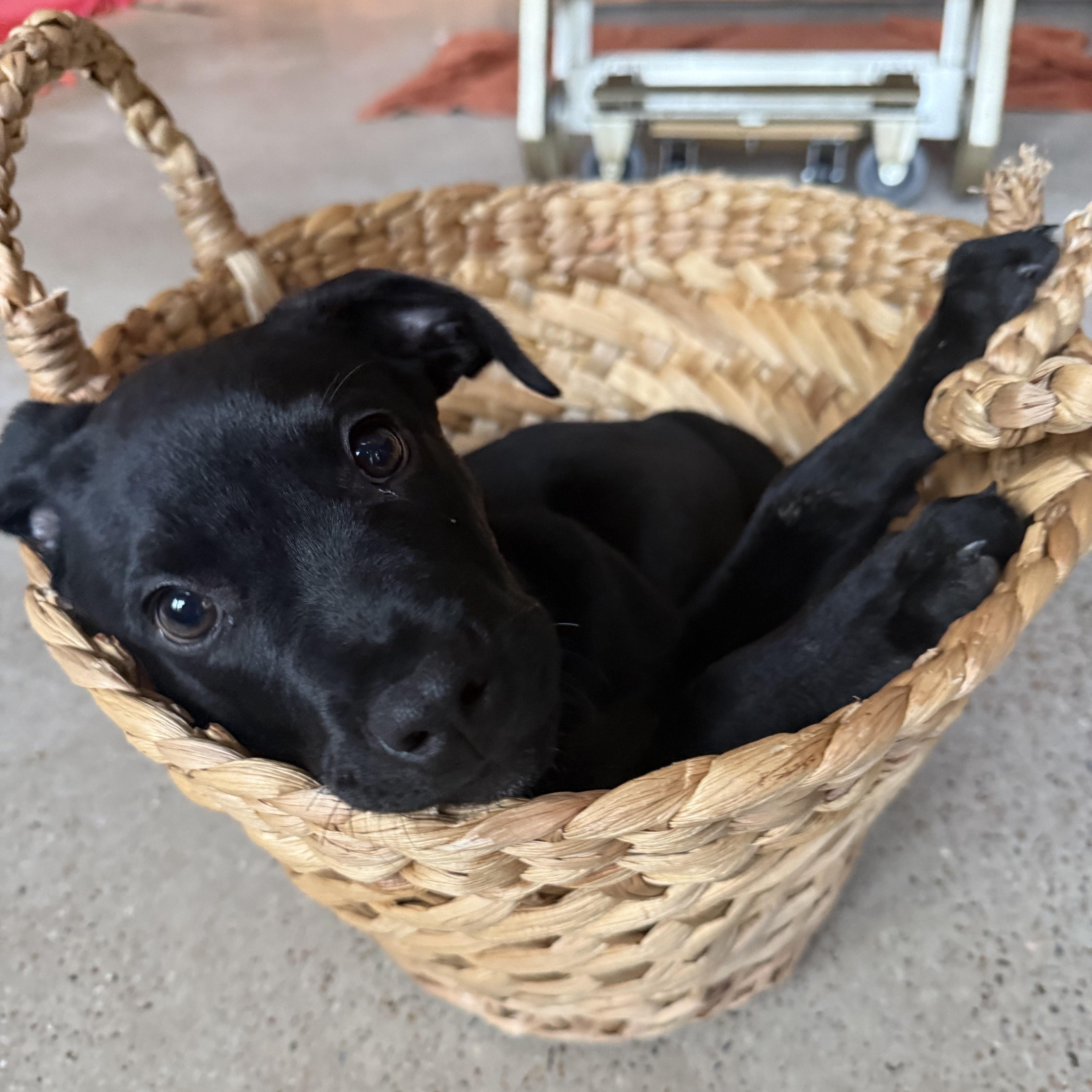 A baby medium-sized male Black Labrador Retriever dog named Joe for adoption in Austin, TX