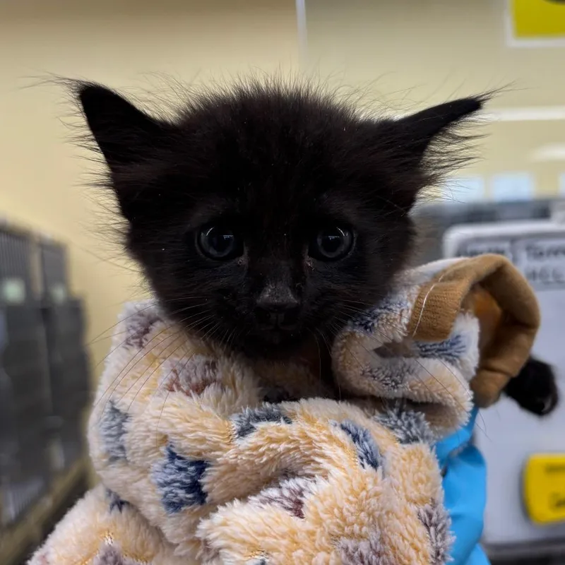 A baby small-sized male Domestic Medium Hair cat named Velmo for adoption in West Palm Beach, FL