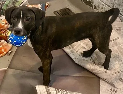 A young medium-sized male Brindle Hound dog named Vance for adoption in Glasgow, KY