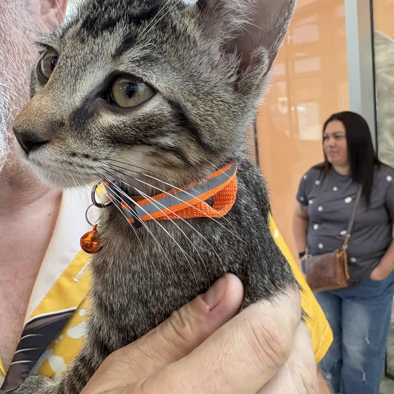 A young large-sized male Domestic Short Hair cat named Axel for adoption in Forney, TX