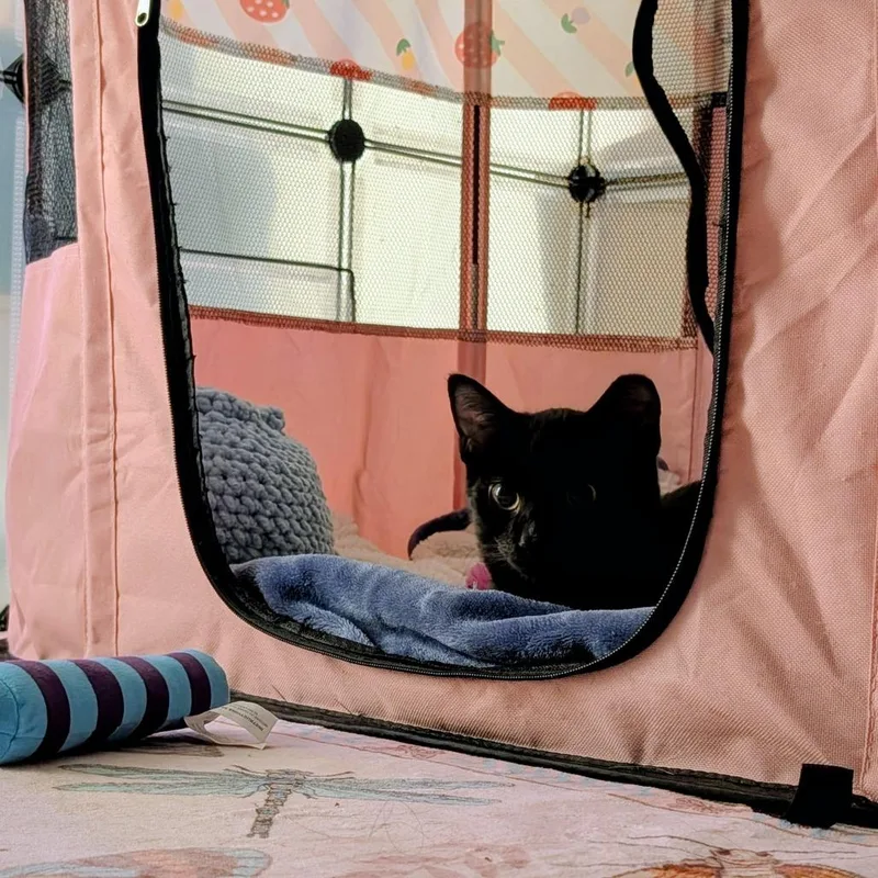 A baby small-sized male Black Domestic Short Hair cat named Hoggle for adoption in PITTSBURGH, PA