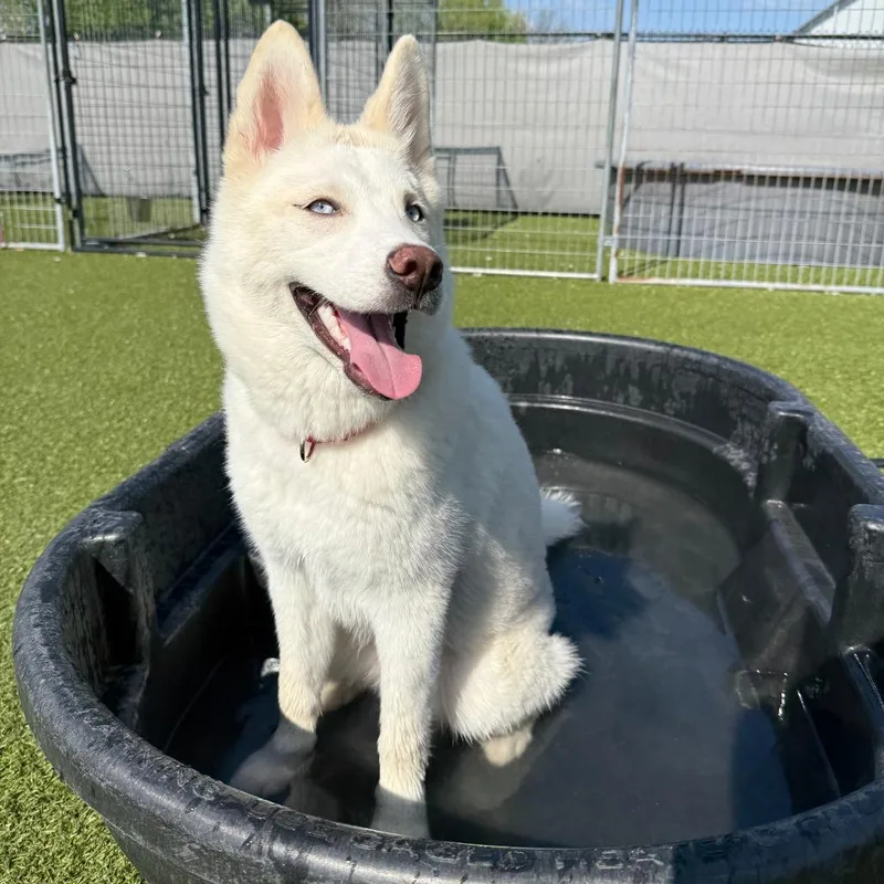A young medium-sized female Siberian Husky dog named Yuki for adoption in Ottawa, KS
