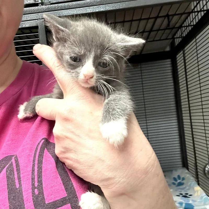 Drusilla thumbnail 5