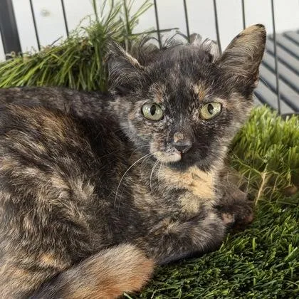 A baby small-sized female Domestic Short Hair cat named Sweet Pea for adoption in Atlanta, GA