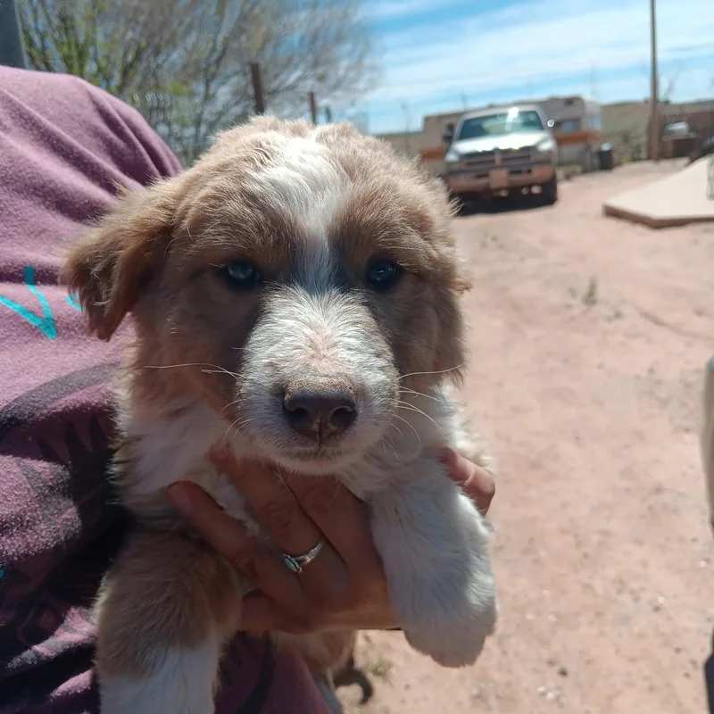 A baby medium-sized male Apricot / Beige Australian Shepherd dog named Oliver for adoption in Scottsdale, AZ