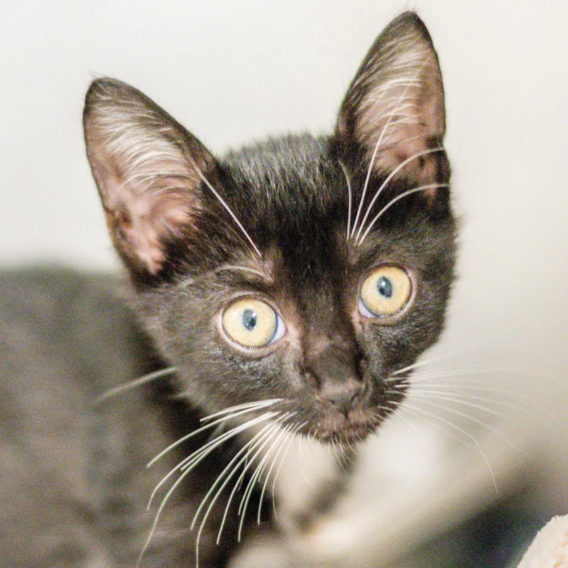 A young medium-sized male Domestic Short Hair cat named Randy for adoption in Hilton Head Island, SC