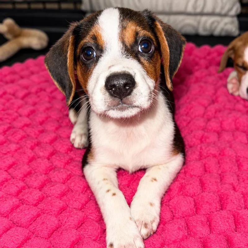 A baby medium-sized male White / Cream Catahoula Leopard Dog dog named Bennett for adoption in Baton Rouge, LA