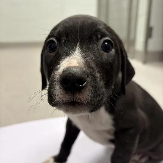 A baby small-sized male Black Mixed Breed dog named Marlowe for adoption in Chattanooga, TN
