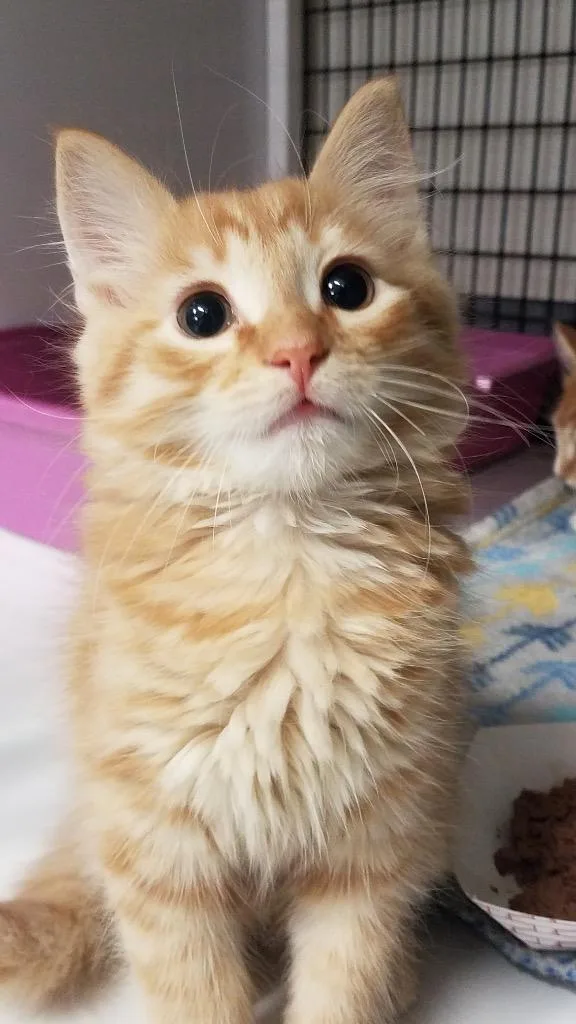 A baby small-sized male Domestic Medium Hair cat named Dune for adoption in Ewing, NJ