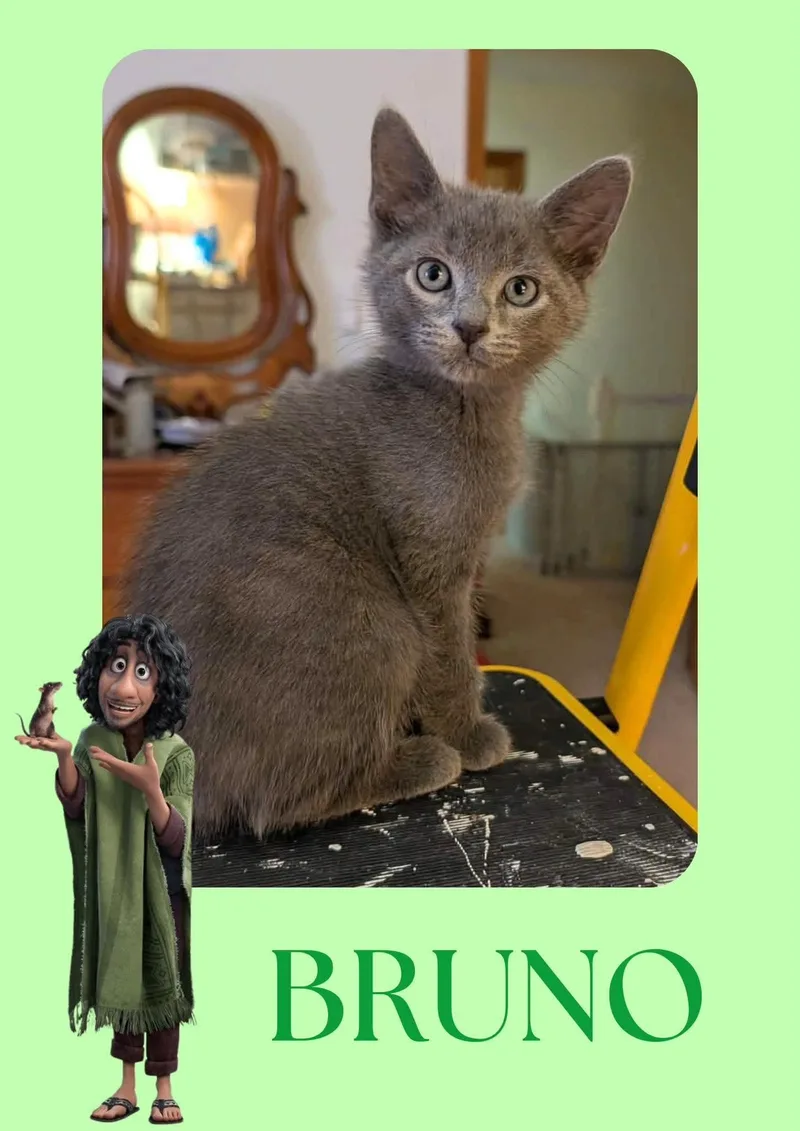 Bruno thumbnail 3