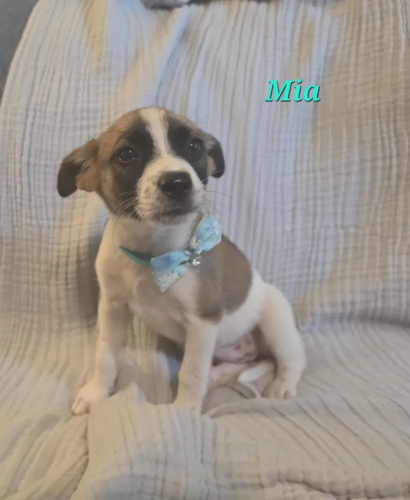 A baby medium-sized female White / Cream Collie dog named Mia Mars for adoption in Andover, MA