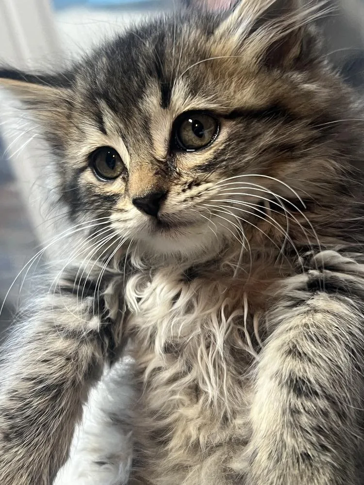 A baby medium-sized female Tabby (Brown / Chocolate) Domestic Medium Hair cat named Piper for adoption in Salinas, CA