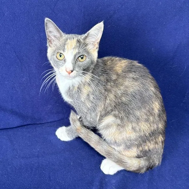 A baby medium-sized female Dilute Tortoiseshell Domestic Short Hair cat named Gigi for adoption in Valdosta, GA