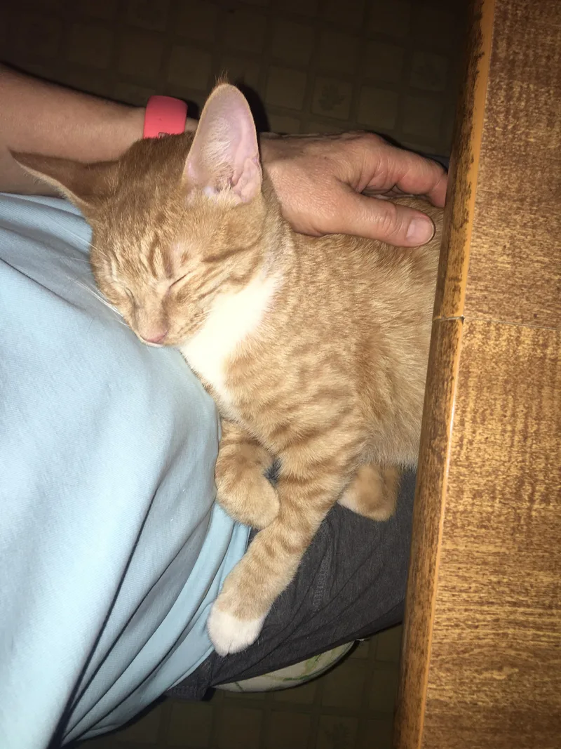 Creamsicle thumbnail 2