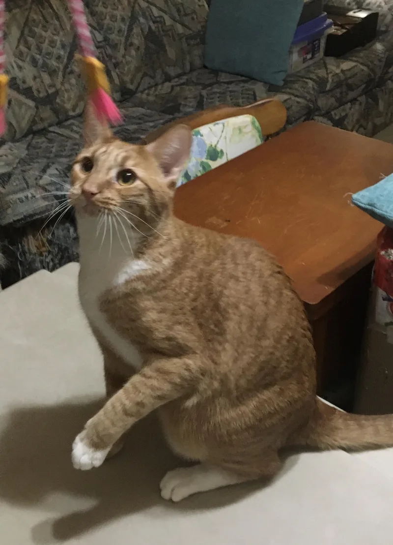 Creamsicle thumbnail 3