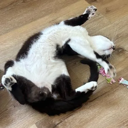 An adult small-sized male Black Domestic Short Hair cat named Tom for adoption in Los Angeles, CA