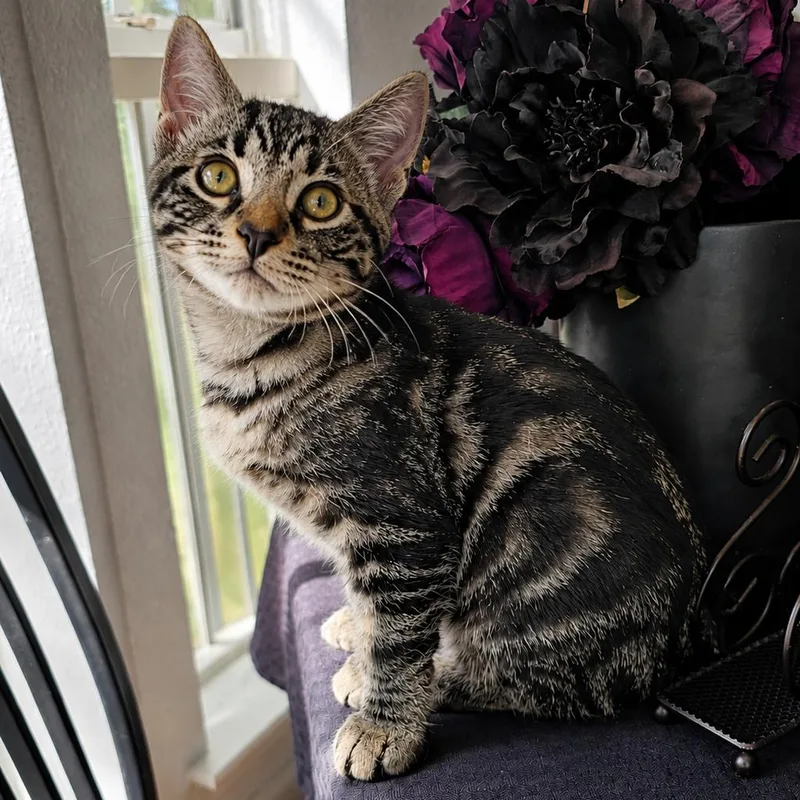 A young medium-sized female Tabby (Brown / Chocolate) Domestic Short Hair cat named Marinara for adoption in Parkland, FL