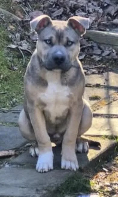 A young medium-sized male Brown / Chocolate Pit Bull Terrier dog named Lincoln for adoption in Chattanooga, TN