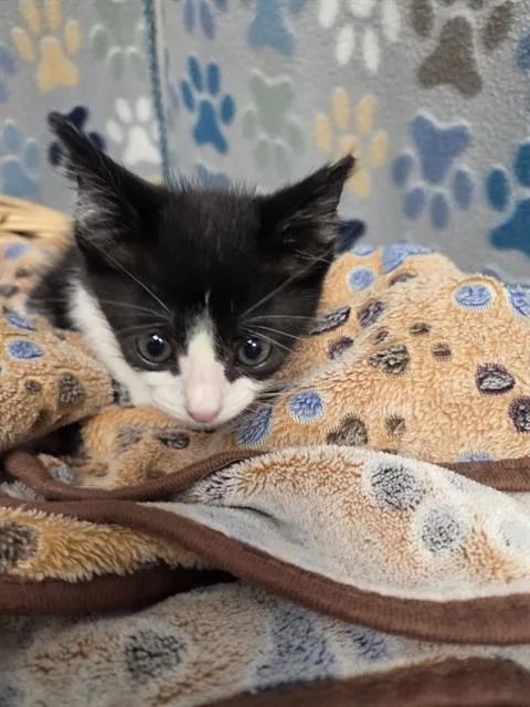 A baby small-sized female Domestic Short Hair cat named Calamitus for adoption in Rosenberg, TX