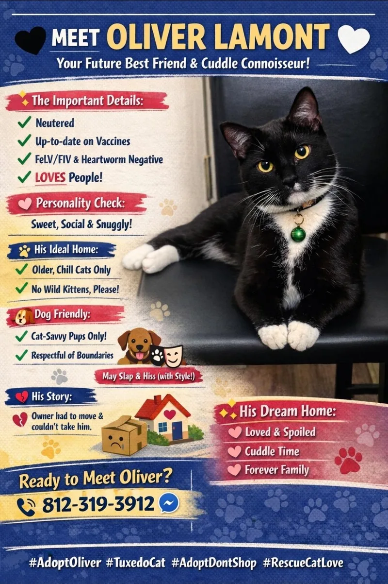 A young medium-sized male Black & White / Tuxedo Domestic Short Hair cat named Oliver Lamont for adoption in Central City, KY