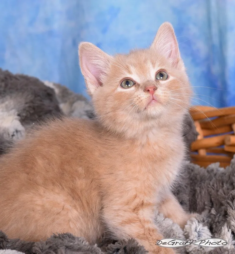 A baby medium-sized male Orange / Red Domestic Medium Hair cat named Mango for adoption in Pittsboro, NC