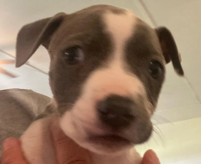 An adult large-sized female Mixed Breed dog named Phoebe fka Pippy for adoption in St. Augustine, FL