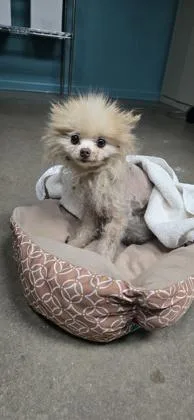 An adult small-sized female Pomeranian dog named Sniffany for adoption in New Orleans, LA