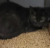 An adult small-sized female Domestic Short Hair cat named Scarlet for adoption in Westminster, MD