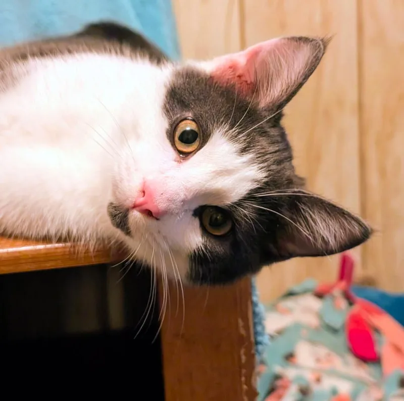 A baby medium-sized male Domestic Short Hair cat named Stevie Full of Beans for adoption in Newport, WA