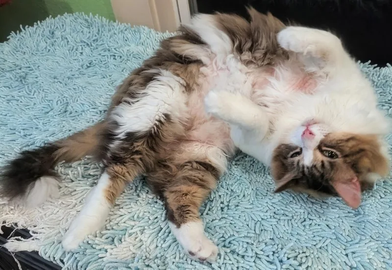 Thor  Big Fluffy thumbnail 2