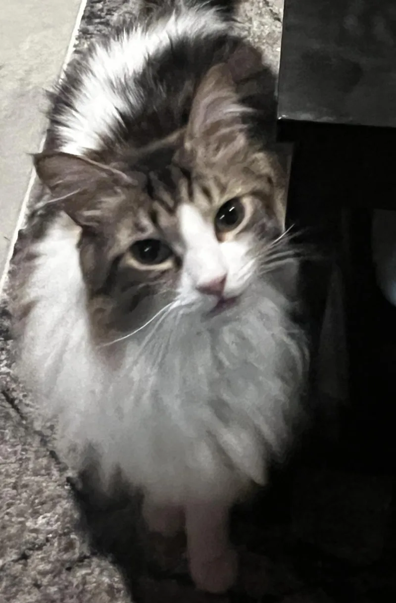 Thor  Big Fluffy thumbnail 3