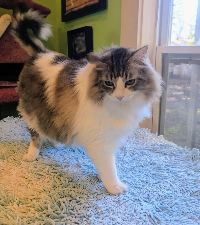 Thor  Big Fluffy thumbnail 5