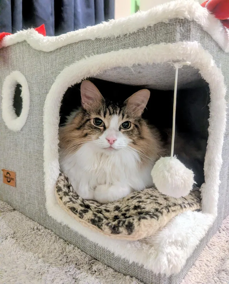 Thor  Big Fluffy thumbnail 6