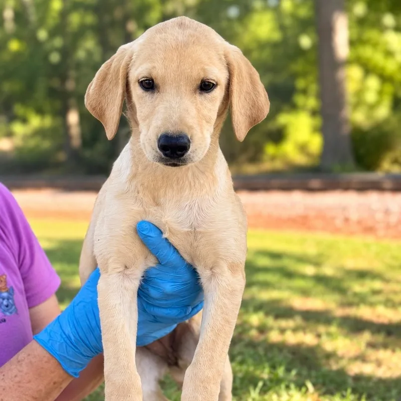 A young medium-sized female Labrador Retriever dog named Voyage for adoption in Lucedale, MS