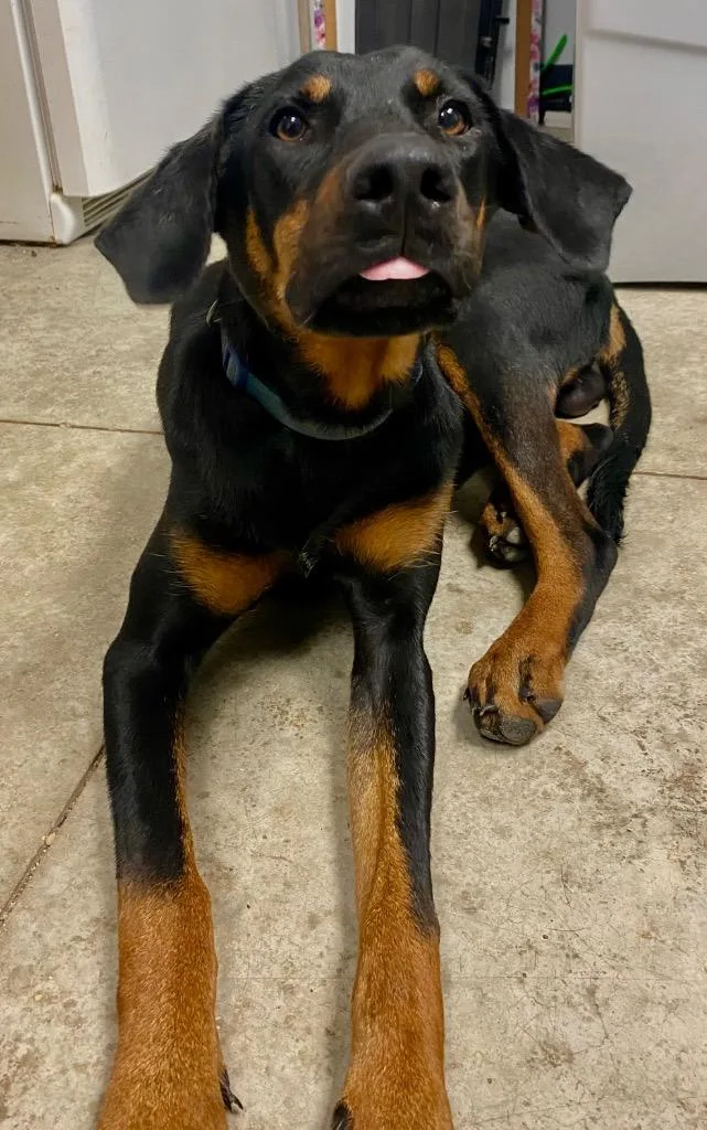 An adult large-sized male Doberman Pinscher dog named Pretzel for adoption in Lockhart, TX