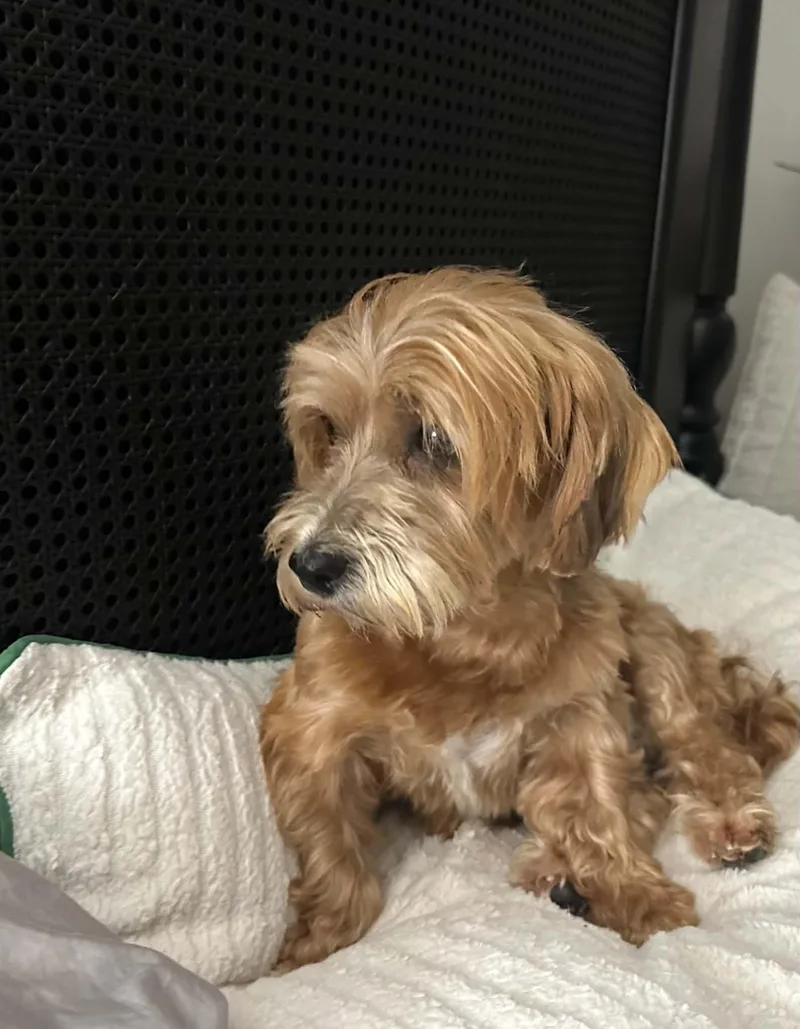 Darling Purebred Havanese Darby