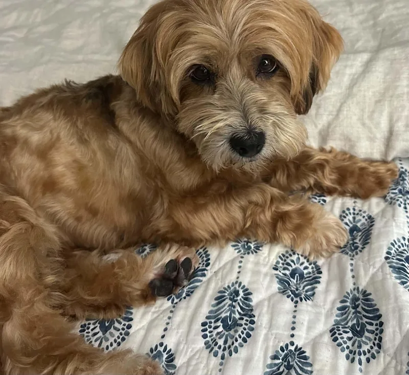 Darling Purebred Havanese Darby thumbnail 3