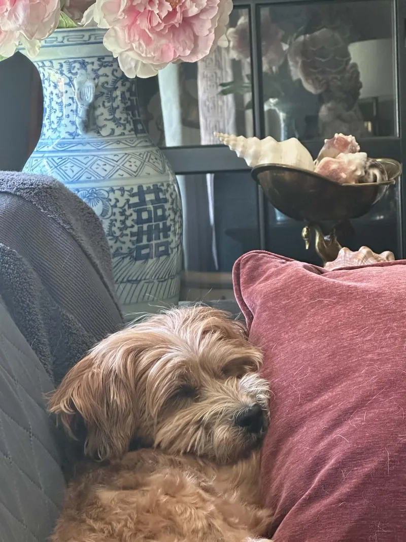 Darling Purebred Havanese Darby thumbnail 4