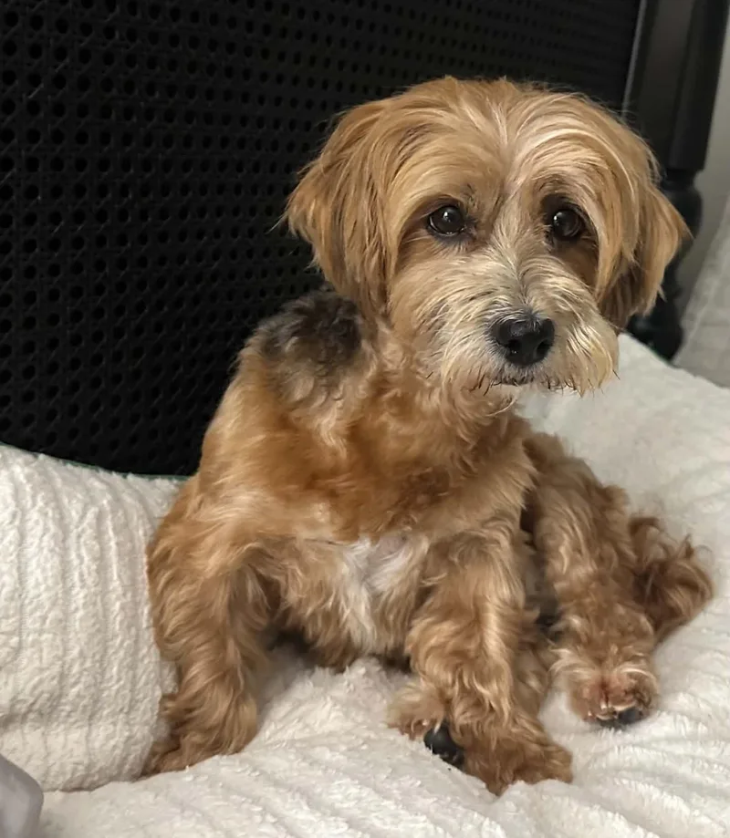 Darling Purebred Havanese Darby thumbnail 5