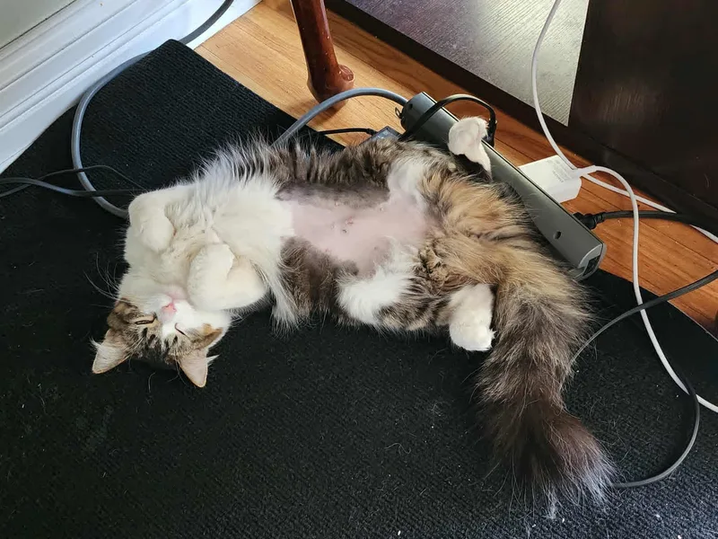 A young medium-sized female Tabby (Gray / Blue / Silver) Domestic Long Hair cat named Cupcake for adoption in Chicago, IL