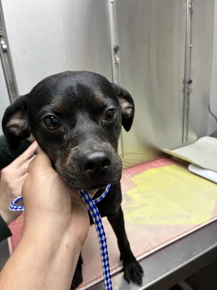 A young large-sized male Terrier dog named Puppuchino for adoption in Marietta, GA