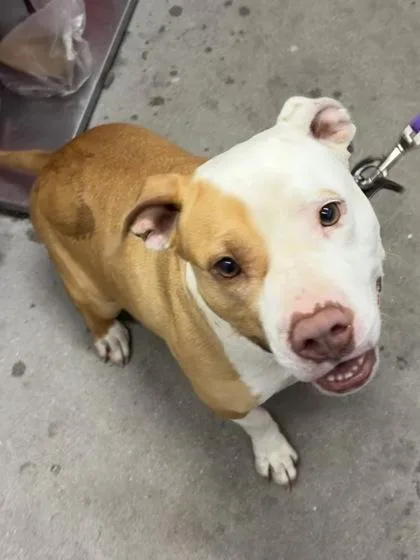 An adult medium-sized female Mixed Breed dog named Pink Fka Cola for adoption in West Chester, PA