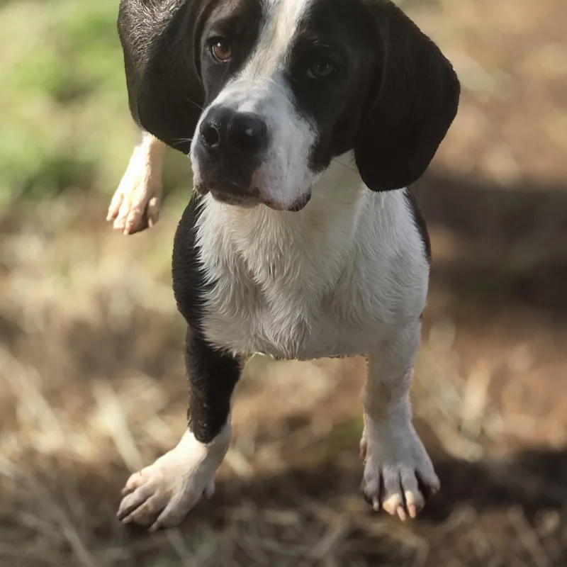 Ozzy Pawz thumbnail 2