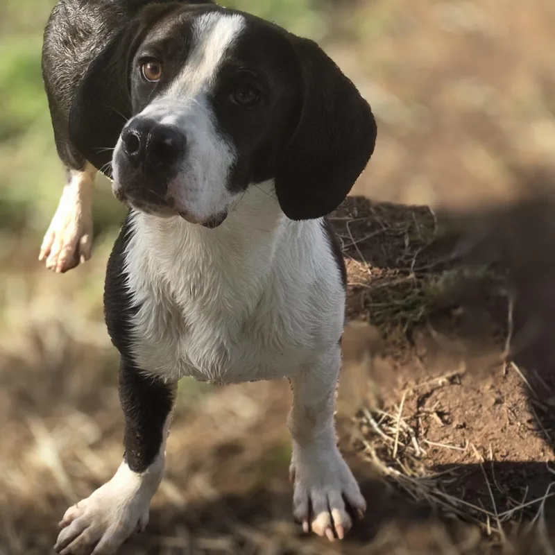 A young medium-sized male Black Basset Hound dog named Ozzy Pawz for adoption in Springtown, TX