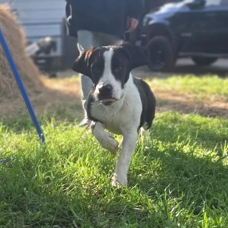 Ozzy Pawz thumbnail 3