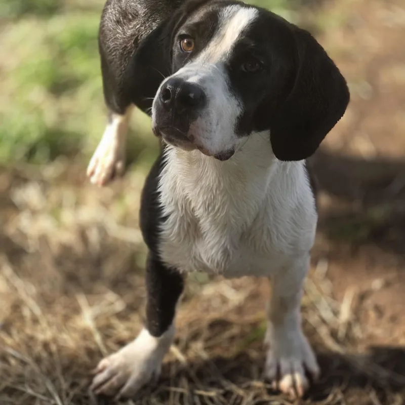 Ozzy Pawz thumbnail 4