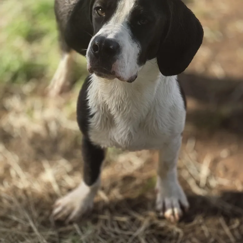 Ozzy Pawz thumbnail 5