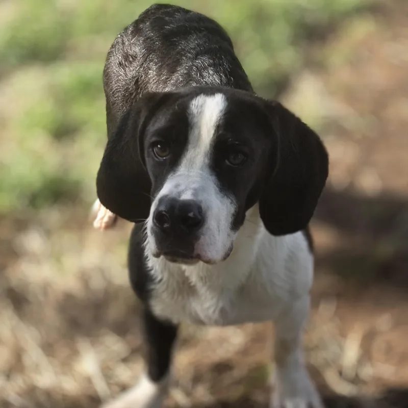 Ozzy Pawz thumbnail 6