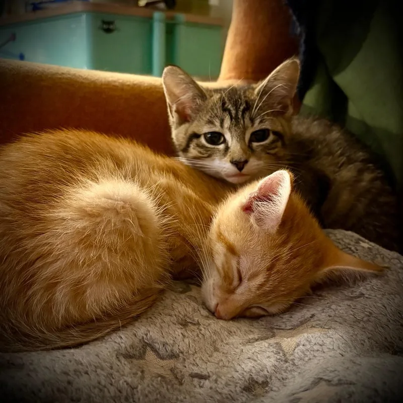 A baby small-sized female Brown / Chocolate Domestic Short Hair cat named Tarot for adoption in Falls Church, VA